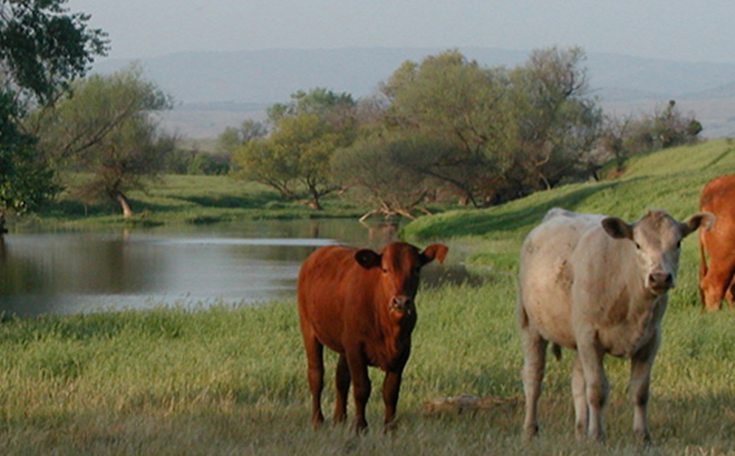Cattle grazing in a green field.