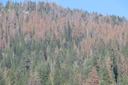 dead sierra trees