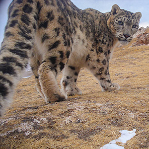 A snow leopard in China