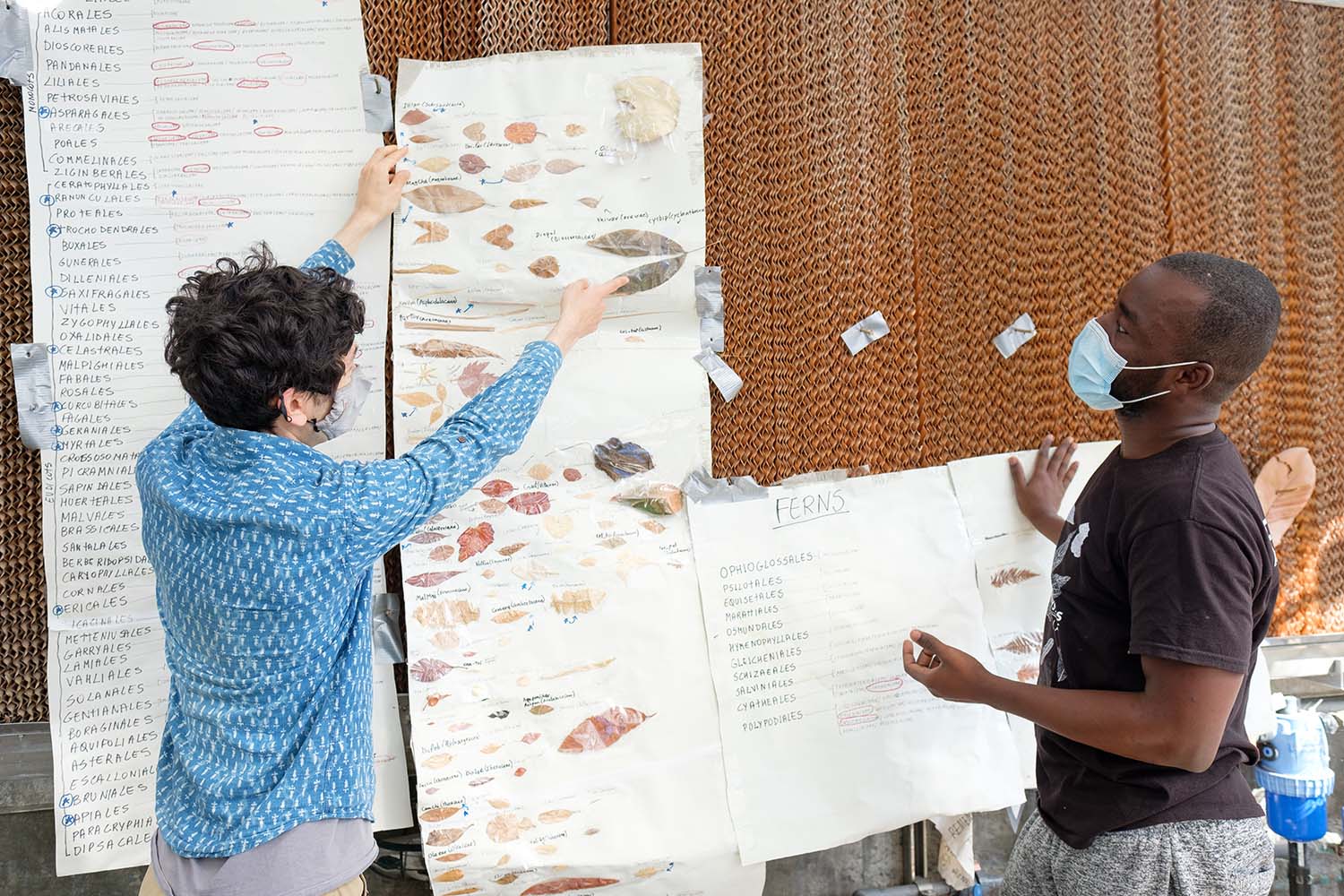 Benjamin Blonder and Mickey Boakye placing posters of speciman samples of leaves onto a wall outdoors. 