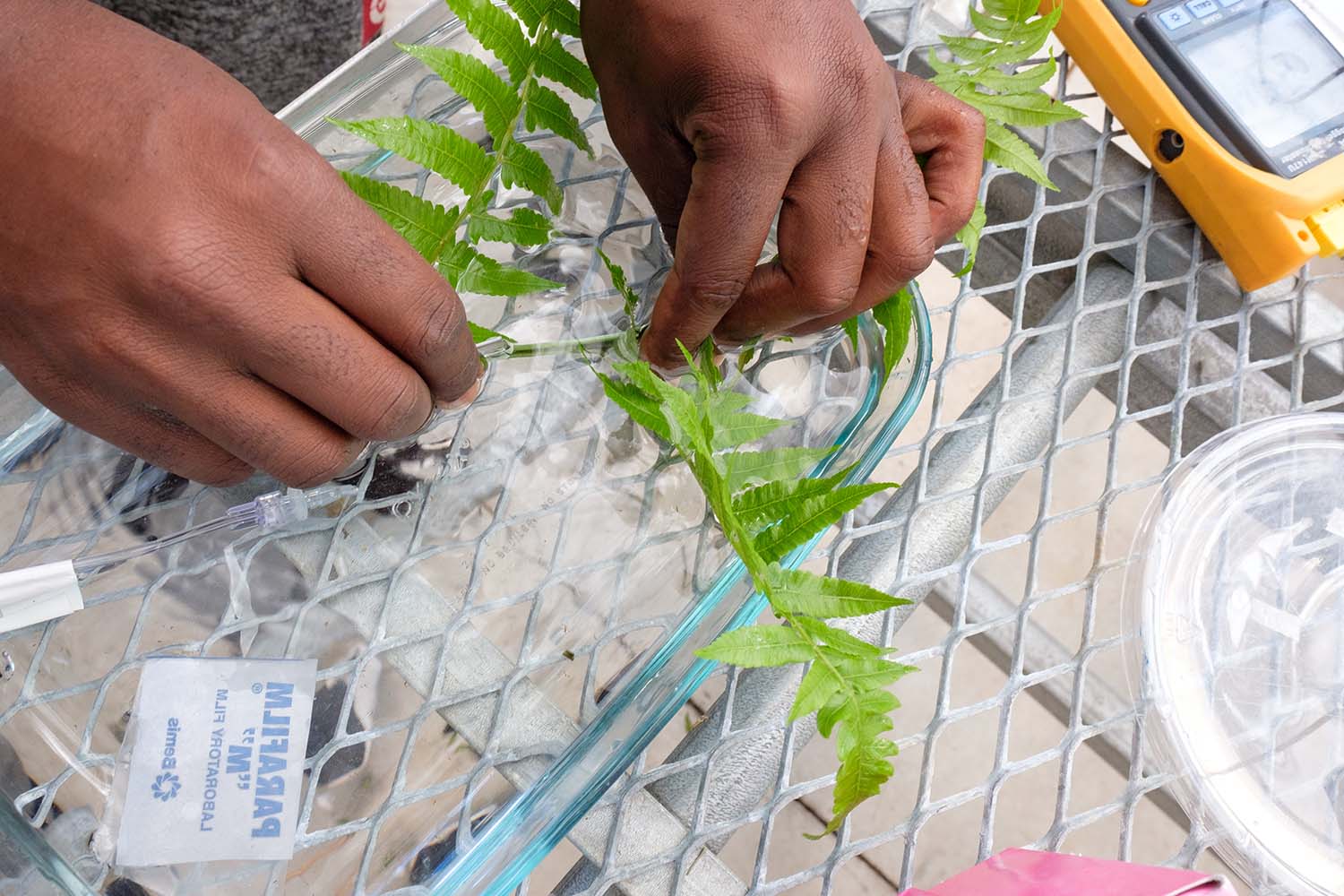 Shot of someone's hands holding a leaf and scientific tube to ensure that air bubbles are not accidentally introduced to the leaf’s vein networks. Aerial shot, leaf on table.