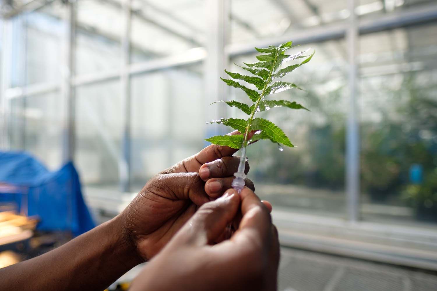 Shot of someone's hands holding a leaf and scientific tube to ensure that air bubbles are not accidentally introduced to the leaf’s vein networks