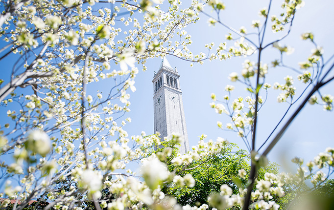 Spring flowers on a branch with Campanile in background