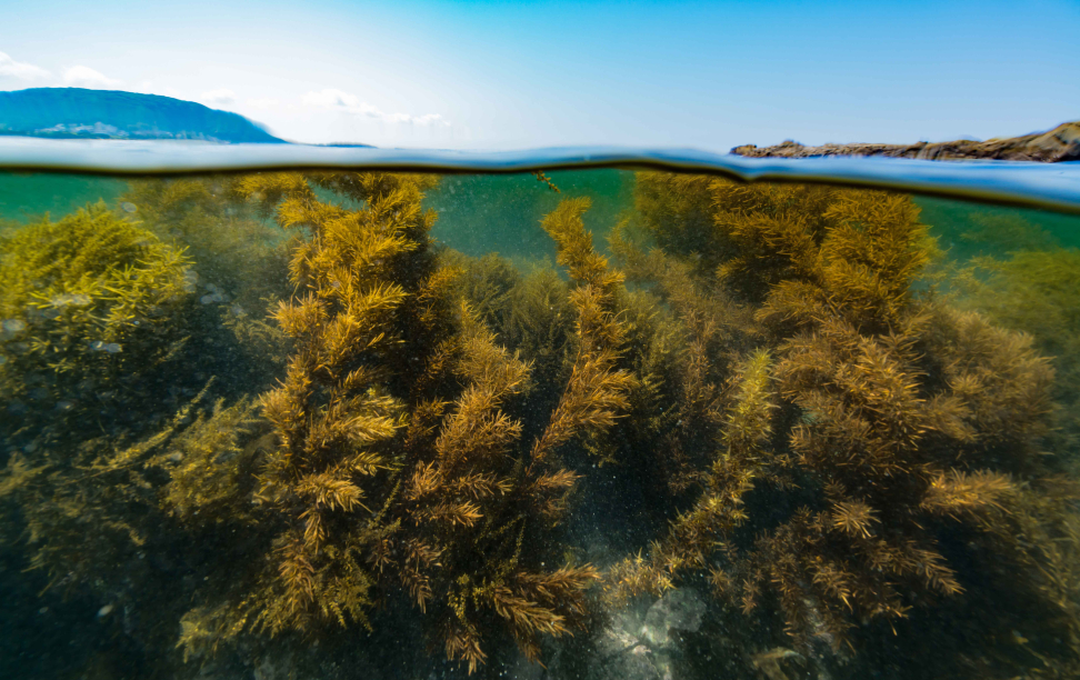 Seaweed growing underwater