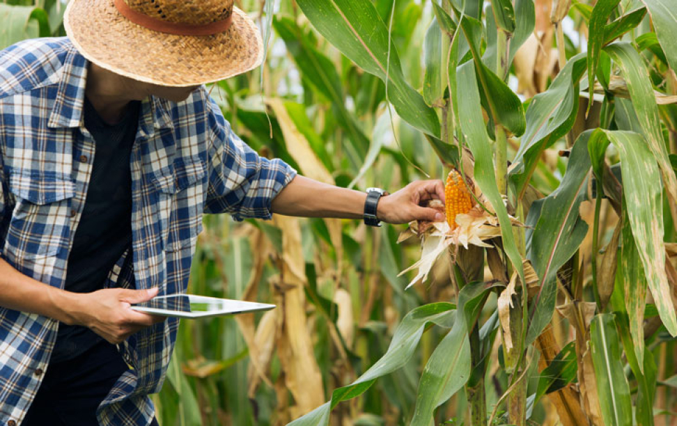 Image of farmer analyzing a cornstock in a field of corn