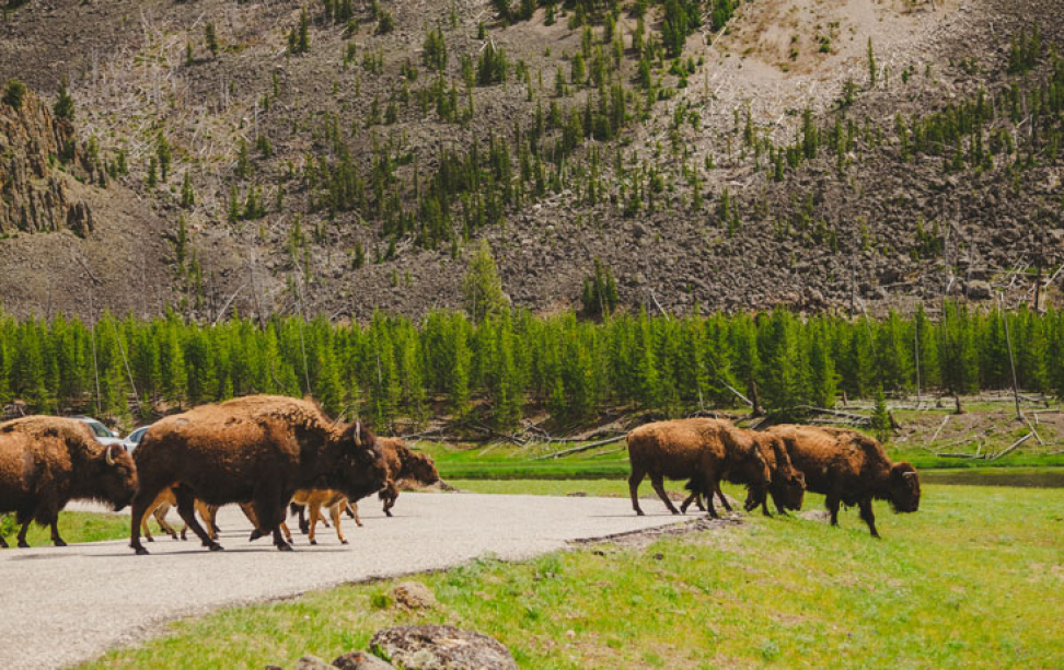 Image of bison running across a grassland
