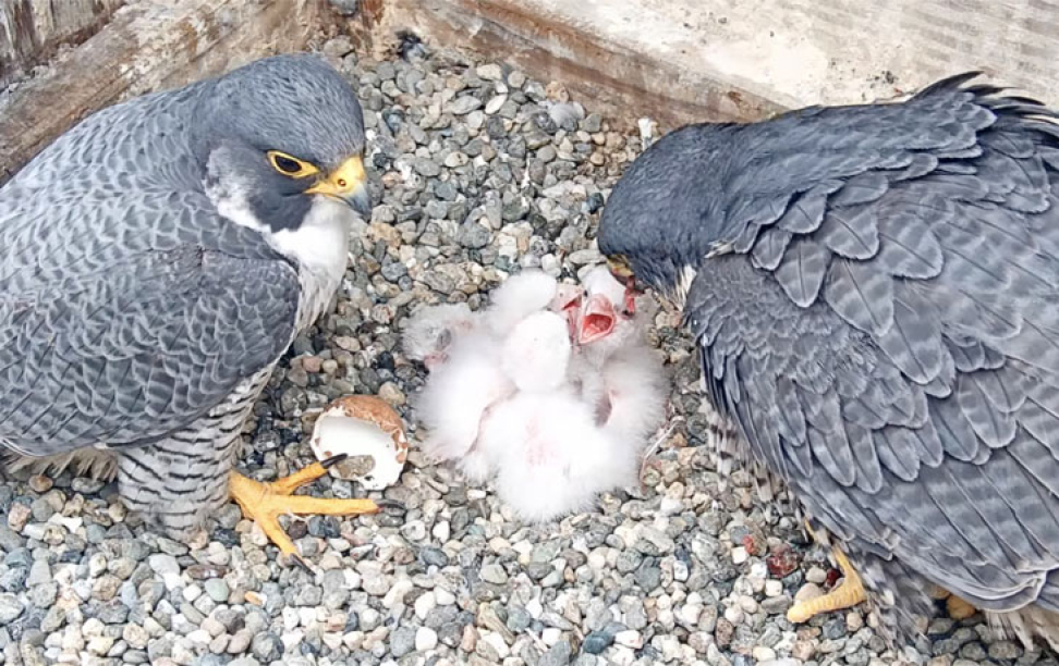 Archie and Annie with Chicks