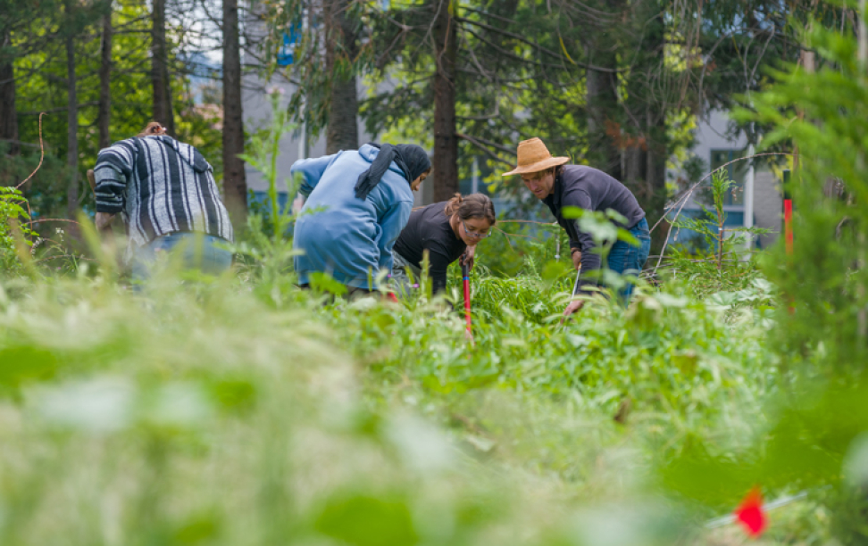 A group of people dig holes in an overgrown patch of green grasses.