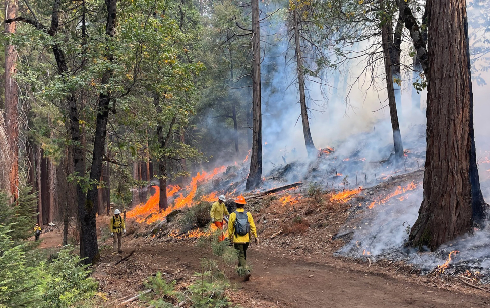 Forestry workers in yellow suits with drop torches in a forest that is on fire