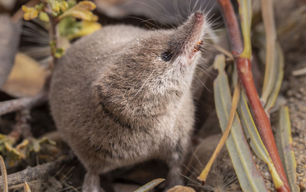 A Mount Lyell shrew photographed in the brush near Lee Vining in the Eastern Sierra.