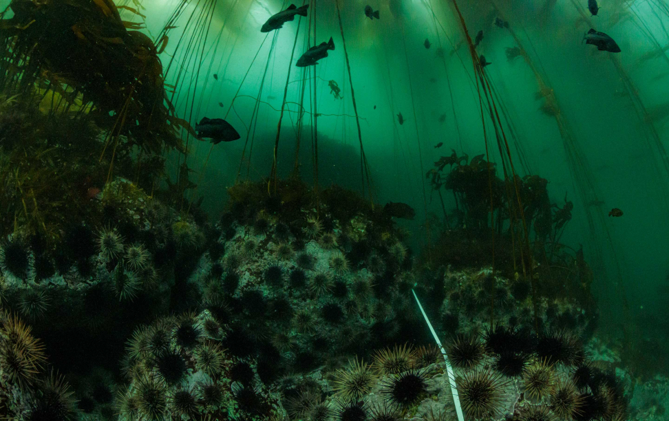 An underwater scene showing seaweed, fish, and other sea life