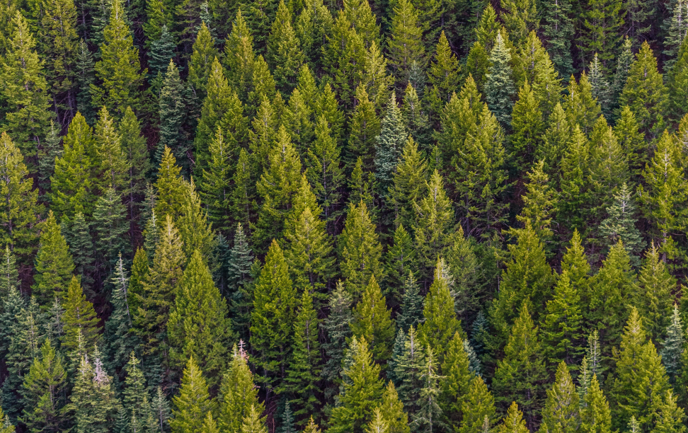 Pine trees packed together in a forest