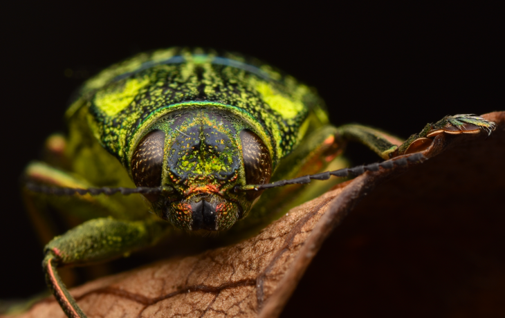 A beetle up close