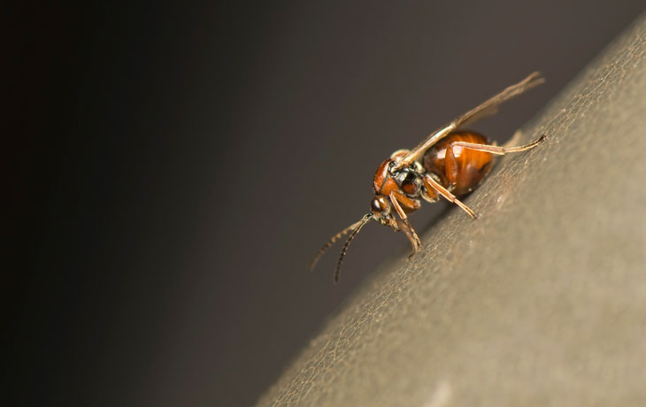 Image of wasp on a surface 