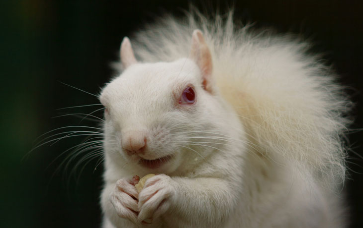 An albino gray squirrel observed at the British Wildlife Centre in Newchapel, England.