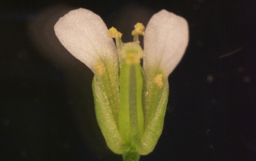 A closeup of Arabidopsis flower bud against a black background
