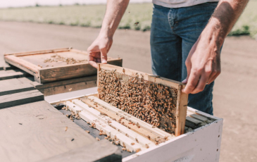 Colin devotes much of his time tending to the farm’s honey bee hives.