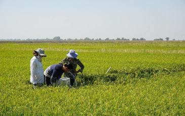 Three researchers working in a rice field