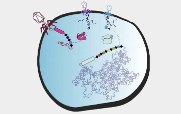Scientific illustration of CRISPR-based genome-editing tools in viruses.