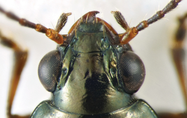Upclose Image of Beetle Head