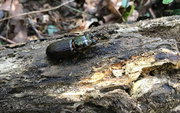 A "bessbug" beetle on a rotten log