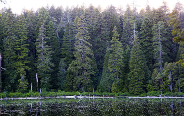  Dense stands of Douglas fir trees surround South Twin Lake in California. Photo by Clarke Knight