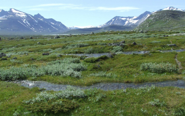Swedish mountain range with green fields