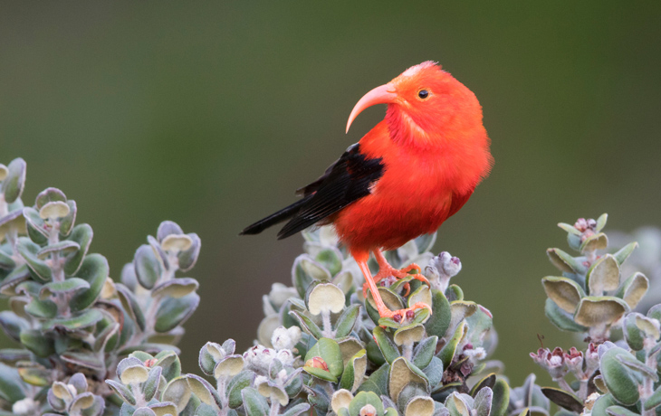 A photo of a red bird sitting in a tree