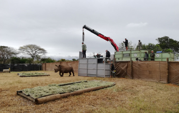 A Black rhino after being relocated.