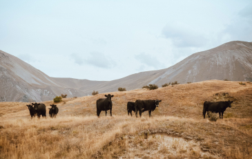 Black cattle in a dry field.