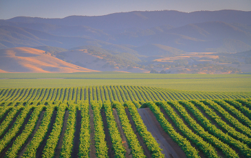 Photo of Central Coast vineyards.