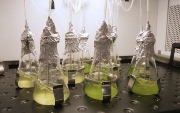 Green algae mixed with solution in beakers