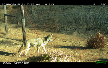 Thumbnail of Coyote 
