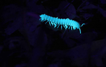 A millipede glows blue under a UV light 