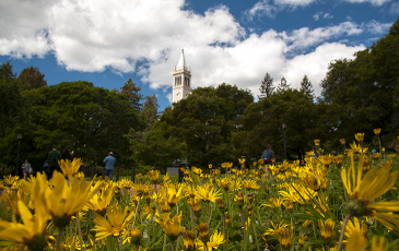 campanile with yellow flowers