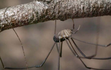 A Daddy Long leg up close. Photo by Josh Cassidy/KQED
