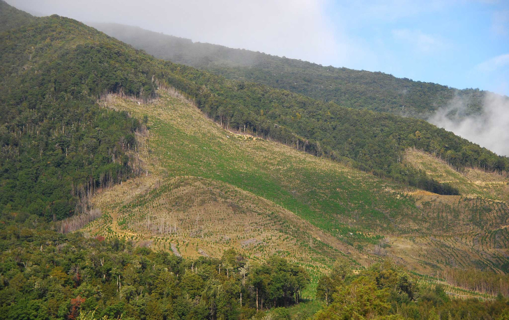 image of deforestation