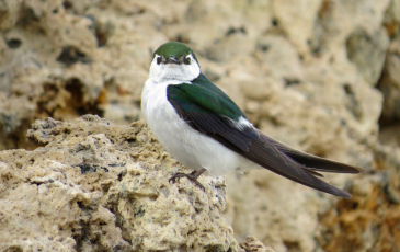 Violet-green swallow (bird with white chest and green wings with brown tips) standing on a rock.