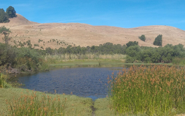 A photo of a wetland ecosystem featuring a lake, green grasses, and brown hills.