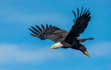 A bald eagle flies against a blue sky backdrop.