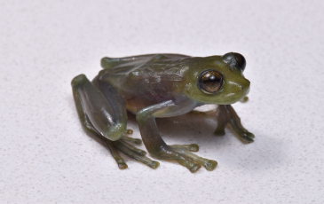 A frog against a white  background.