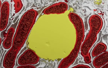 A 3D model of a hepatocyte subcellular environment in fasted state. Different elements are shown in red, white, and yellow.