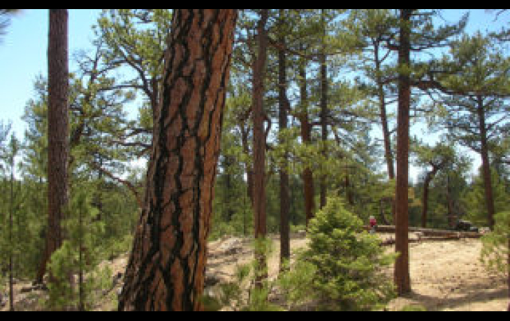forest