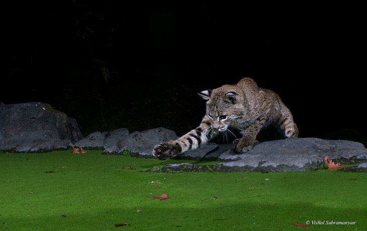 Image by of Bob Cat kitten playing by pond