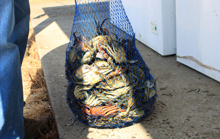 A large blue mesh bag filled with crabs placed on a concrete surface. A person's leg in jeans is visible on the left side.