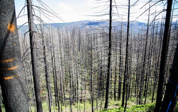 Burnt forest post 2014 King Fire