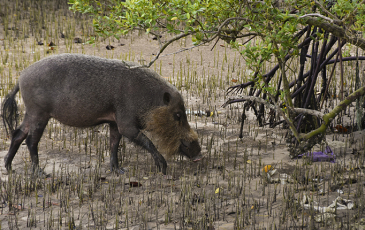 A wild pig foraging