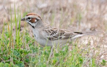image of lark sparrow 