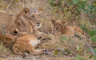 Photo of a group of lions. 
