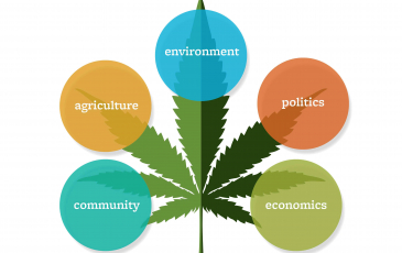 Infographic featuring a cannabis leaf and the sectors of the economic and environment that cannabis farming impacts